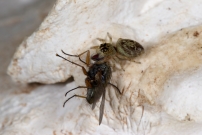 Une femelle (Araneae - Salticidae - Macaroeris nidicolens)